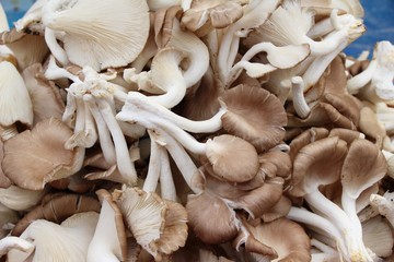 Fresh mushrooms for cooking in the market