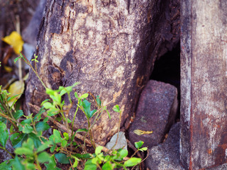 Grungy brown tree trunk base hole with old weathered wooden board and cracked broken brick piece, small green leaf plant background