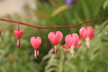 Valentinstag