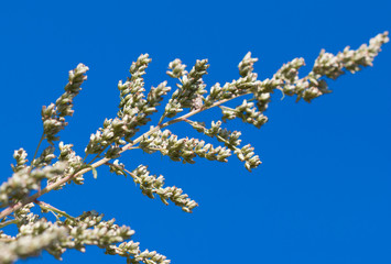 plant with seeds on a blue background