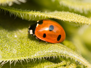 beetle ladybug on leaf
