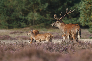 Red deer in nice sunlight during mating season

