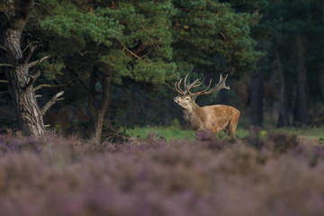 Red deer in nice sunlight during mating season
