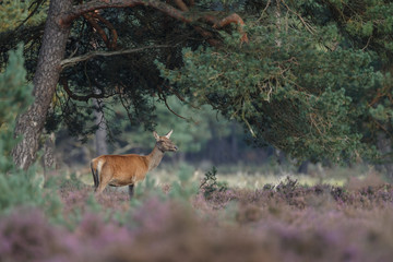 Red deer in nice sunlight during mating season
