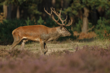 Red deer in nice sunlight during mating season
