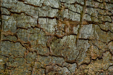 wood texture background / surface tree close up
