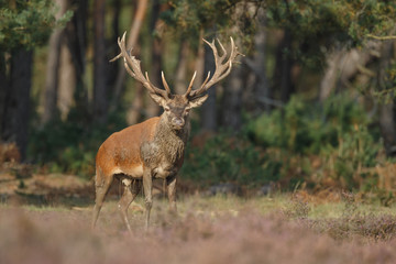 Naklejka na ściany i meble Red deer in nice sunlight during mating season 