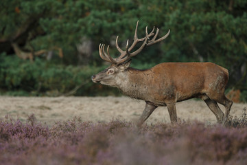 Red deer in nice sunlight during mating season
