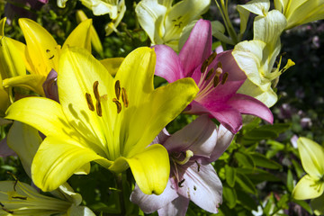 Yellow and pink lily flower