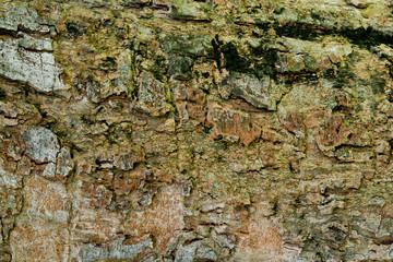 wood texture background / surface tree close up