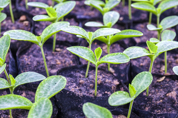 young green pumpkin seedling
