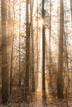 Wald vom Sonnenlicht durchflutet