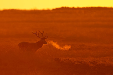 Red deer in nice sunlight during mating season
