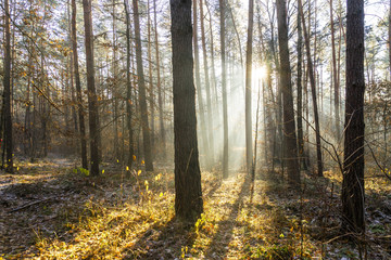 Wald vom Sonnenlicht durchflutet