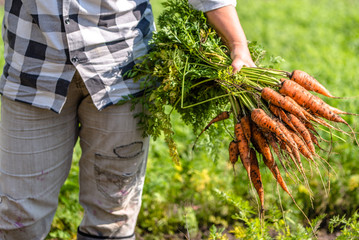 Farmer holding a carrots from the soil, bio produce from local farming, organic vegetable fresh harvested from the garden