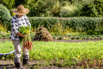 Woman gardener holding fresh carrots from the garden, vegetables from local farming, organic produce harvested at fall, healthy lifestyle hobby concept