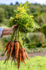 Farmer holding in hand a carrots bunch from local farming, organic vegetable garden with fresh...
