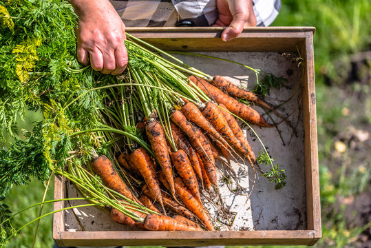 Farmer picking a carrots, farm fresh produce from local farming, organic vegetable freshly harvested from the garden