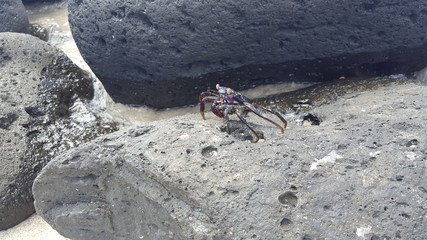Rote Klippenkrabbe in freier Wildbahn