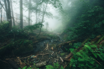 Deep fog in pine-tree forest