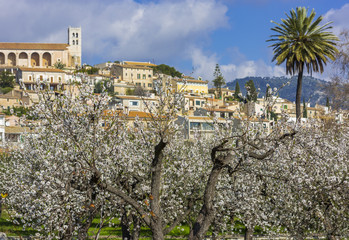 Mandelblüte auf Mallorca
