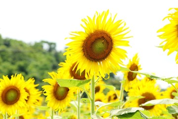Sunflowers field at beautiful in the garden