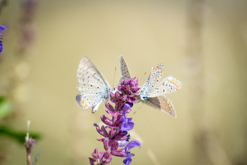 Butterflies dance on the flower