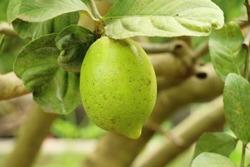 Lemon on the tree in the garden