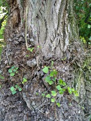 Nature