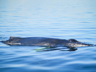 Fototapeta premium Road-tripping in Quebec region - Tadoussac