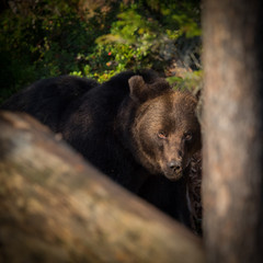 Fototapeta premium Framed Bear