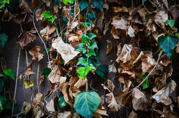 summer flowers close up view - beautiful natural flowers on the streets of Rome