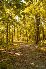 path through magical forest in autumn 