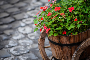 summer flowers close up view - beautiful natural flowers on the streets of Rome