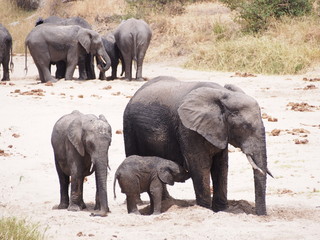 elephant family at Tarangire National Park, Tanzania, Africa