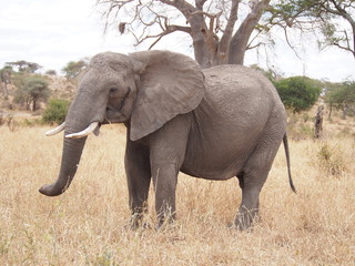 elephant at Tarangire National Park, Tanzania, Africa