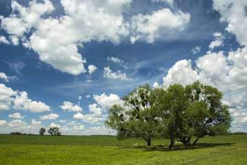 Fototapeta na wymiar Trees on a green meadow, sky and white clouds