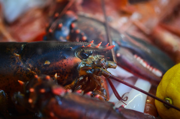fresh seafood close up