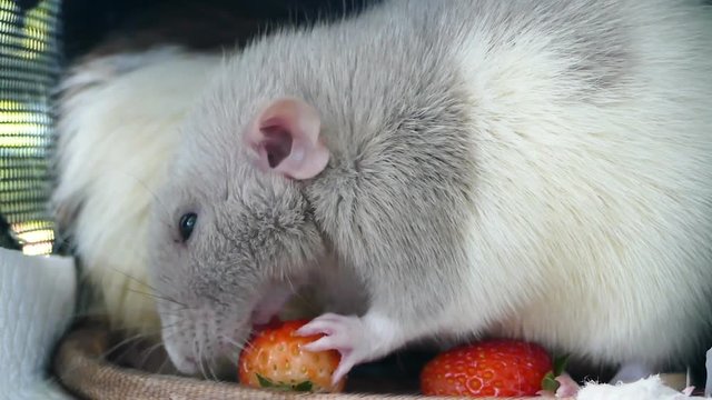 Cute dumbo rat eat strawberry 
