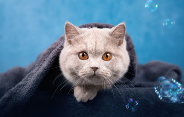 Britisch Kurzhaar Kater 5 Monate alt in lilac 