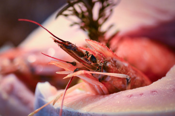 fresh seafood close up