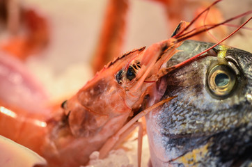 fresh seafood close up