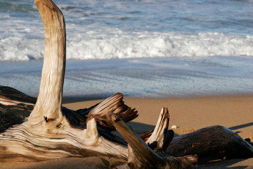 A beautifully weathered piece of driftwood decorates a deserted sandy beach