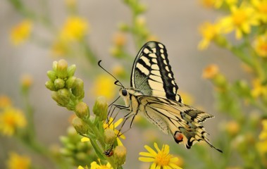 Mariposa diurna de la montaña palentina