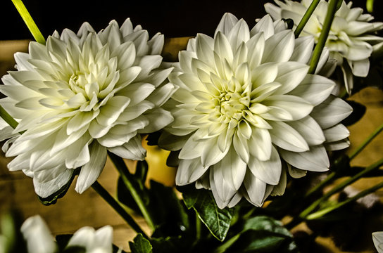 More head of white dahlia flowers in a bouquet on the table

