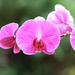 Close-up of pink orchid phalaenopsis. Bouquet of flowers orchids.