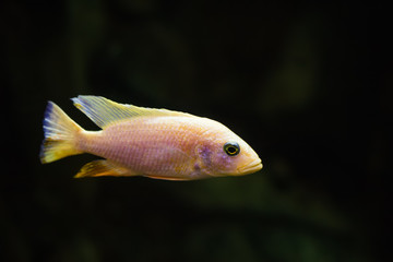 African Malawi Cichlid swims under the water in an aquarium