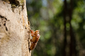 Insect cicada slough and leave stains on the tree.
