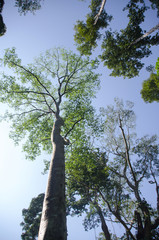 Big tree in the wide with bamboo pin