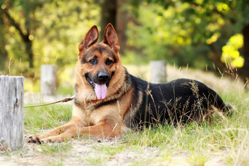 Happy young german shepherd dog with its tongue out lying on the grass in the forest